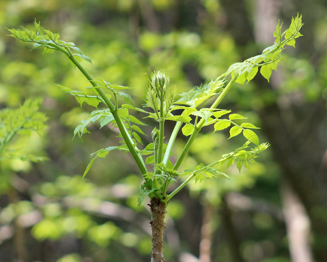 Image of Aralia elata specimen.