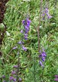 Campanula rapunculoides