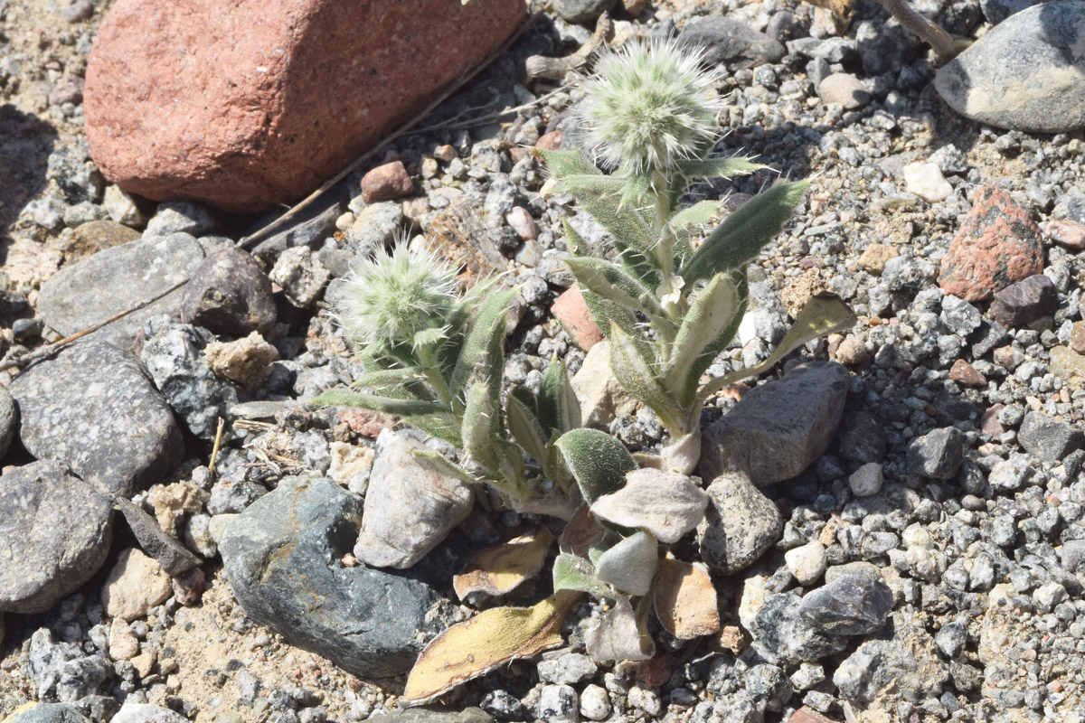 Image of Echinops knorringianus specimen.