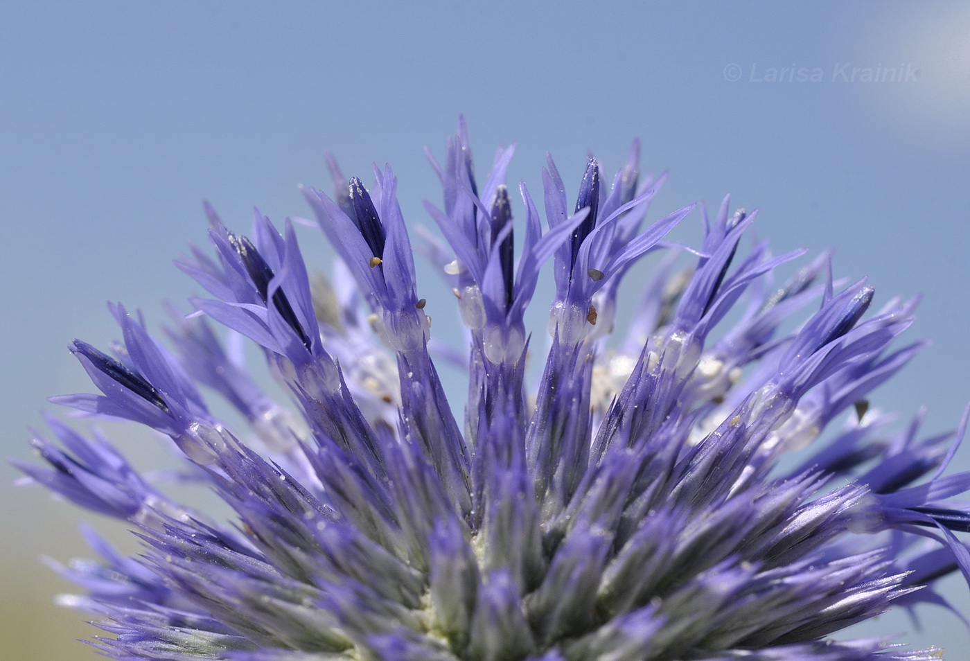 Изображение особи Echinops ritro.