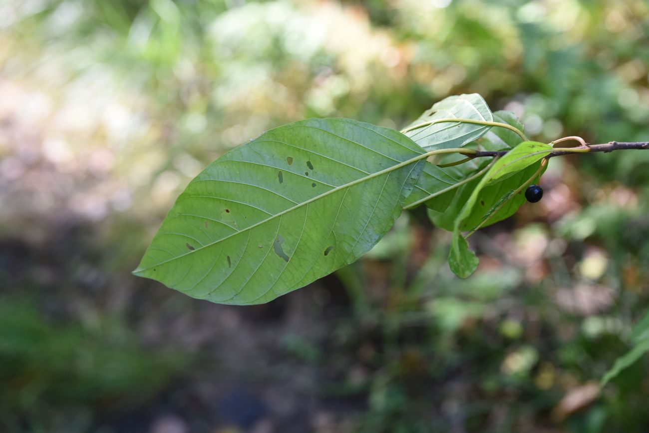 Image of Frangula alnus specimen.