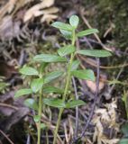 Vaccinium vitis-idaea. Верхушки побегов. Ханты-Мансийский автономный округ — Югра, Октябрьский р-н, сельское поселение Курымкары, окр. пос. Горнореченск, правый берег р. Обь, сырой смешанный лес. 05.09.2022.