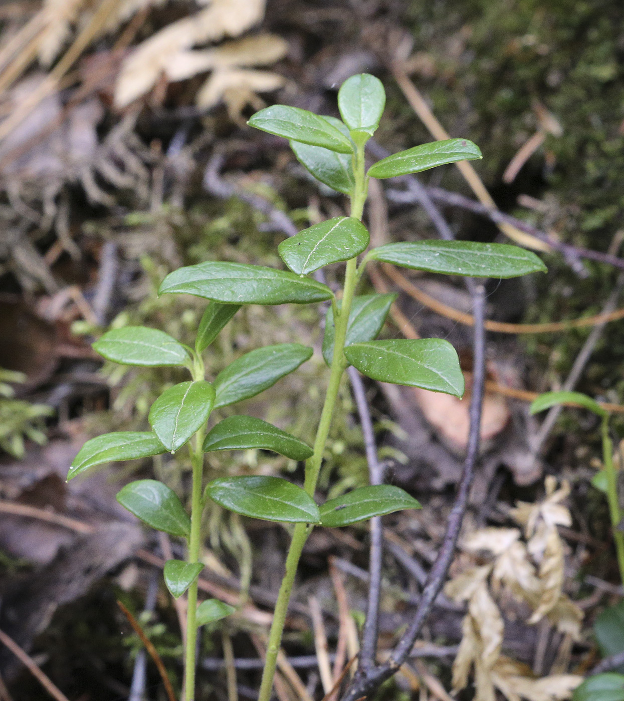 Image of Vaccinium vitis-idaea specimen.