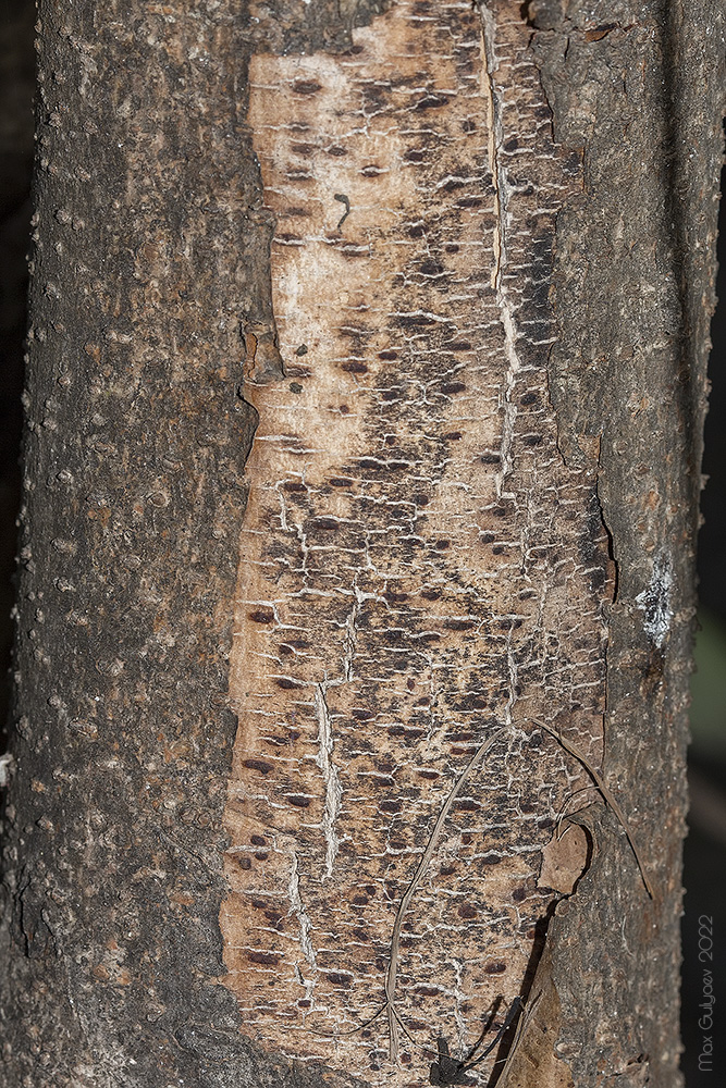 Image of Pittosporum heterophyllum specimen.