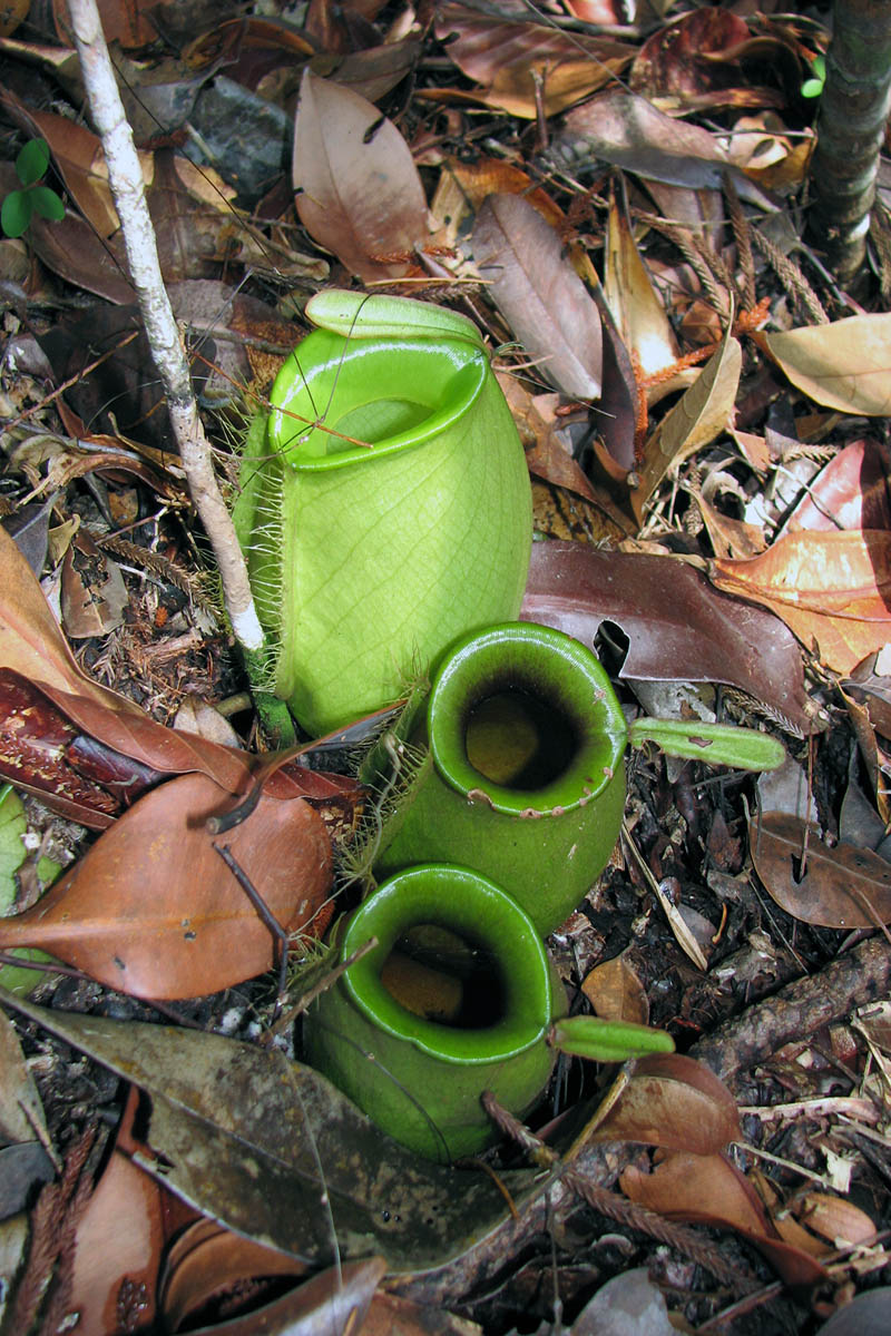 Image of Nepenthes ampullaria specimen.