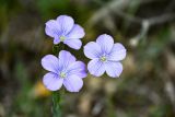 Linum nervosum