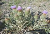 Ancathia igniaria