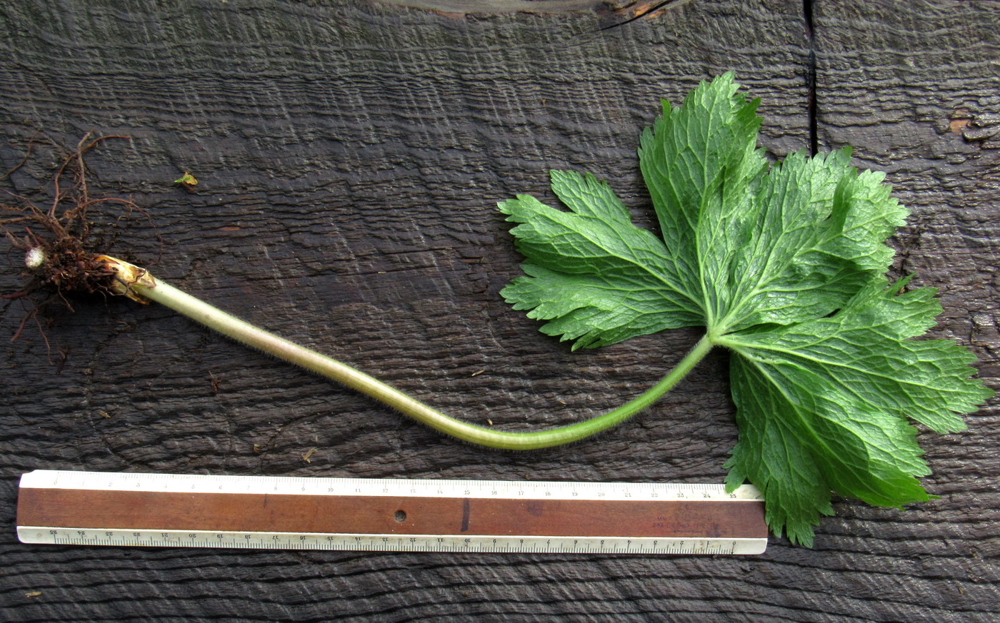 Image of Anemone baicalensis ssp. occidentali-sajanensis specimen.
