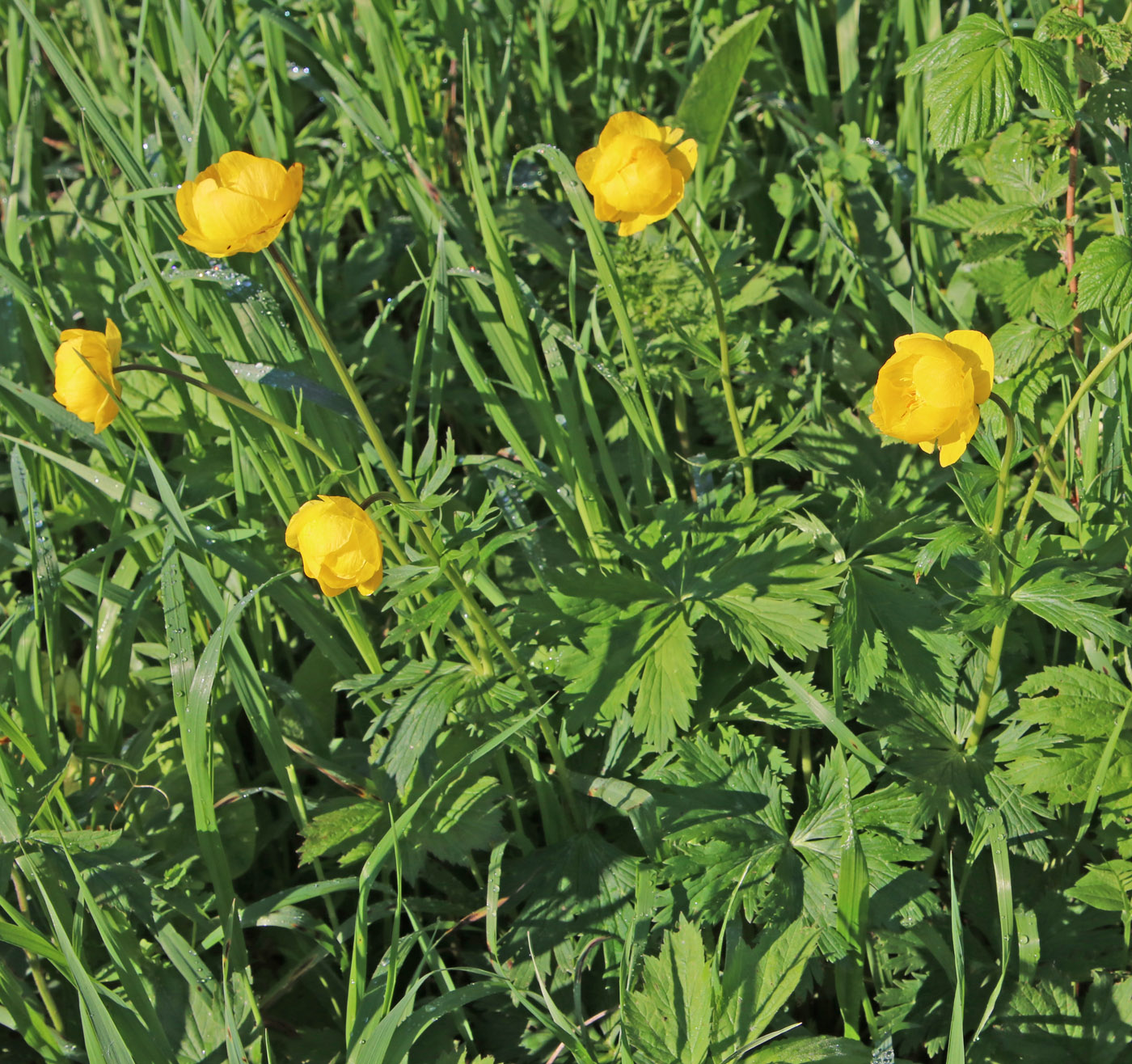 Image of Trollius europaeus specimen.