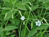 Cerastium pauciflorum