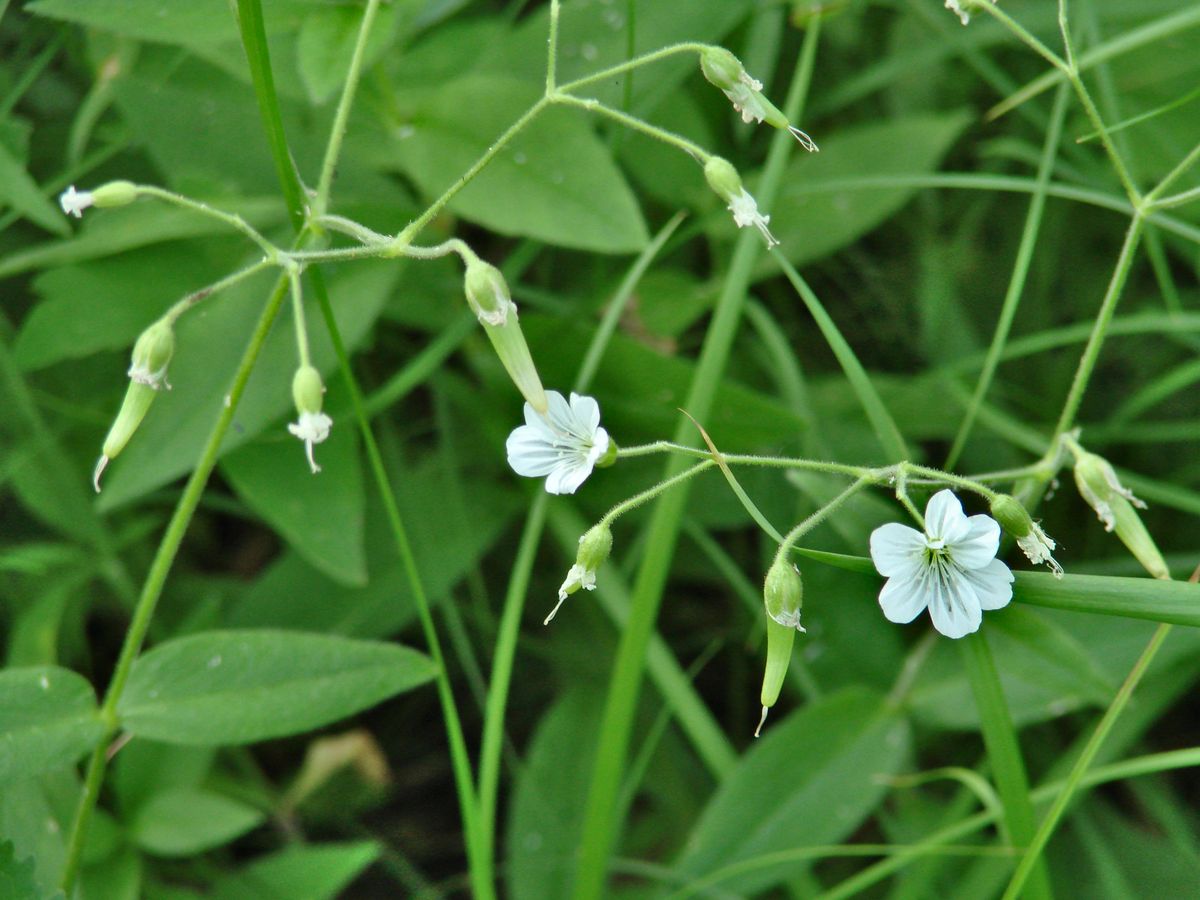 Image of Cerastium pauciflorum specimen.