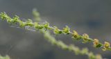 genus Lappula