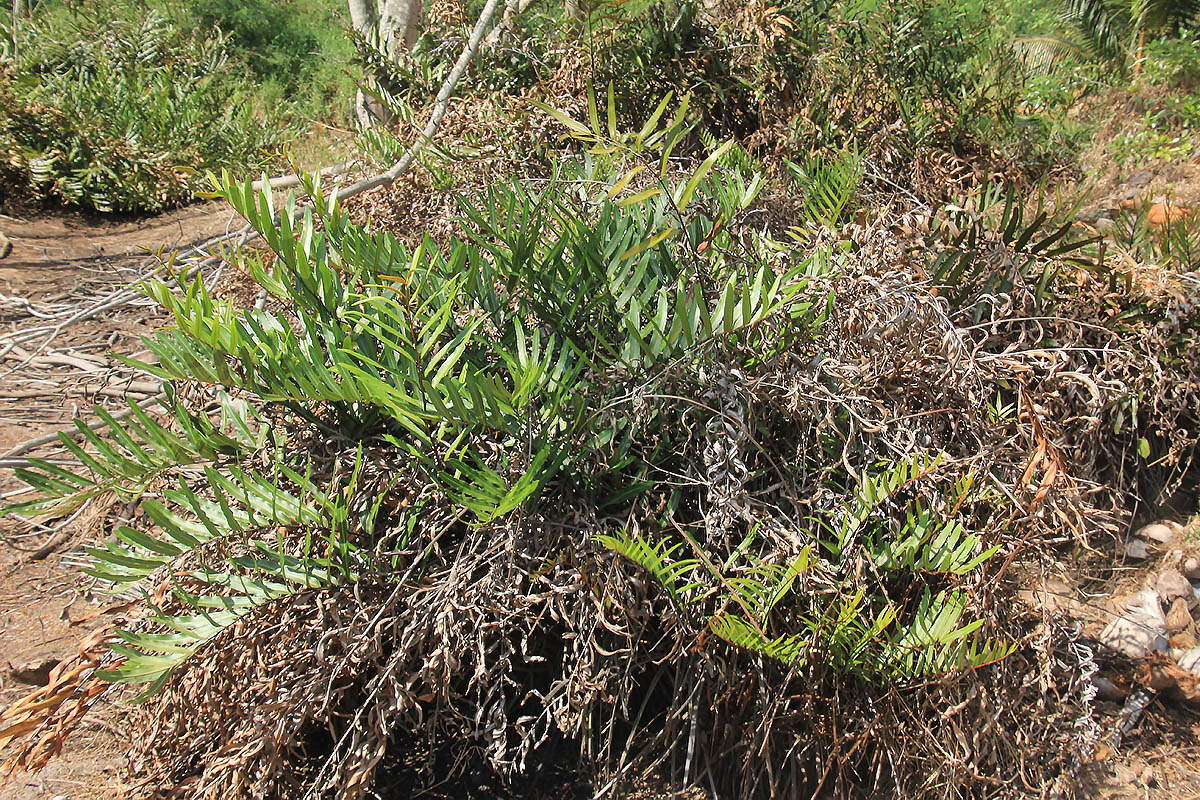 Image of class Polypodiopsida specimen.