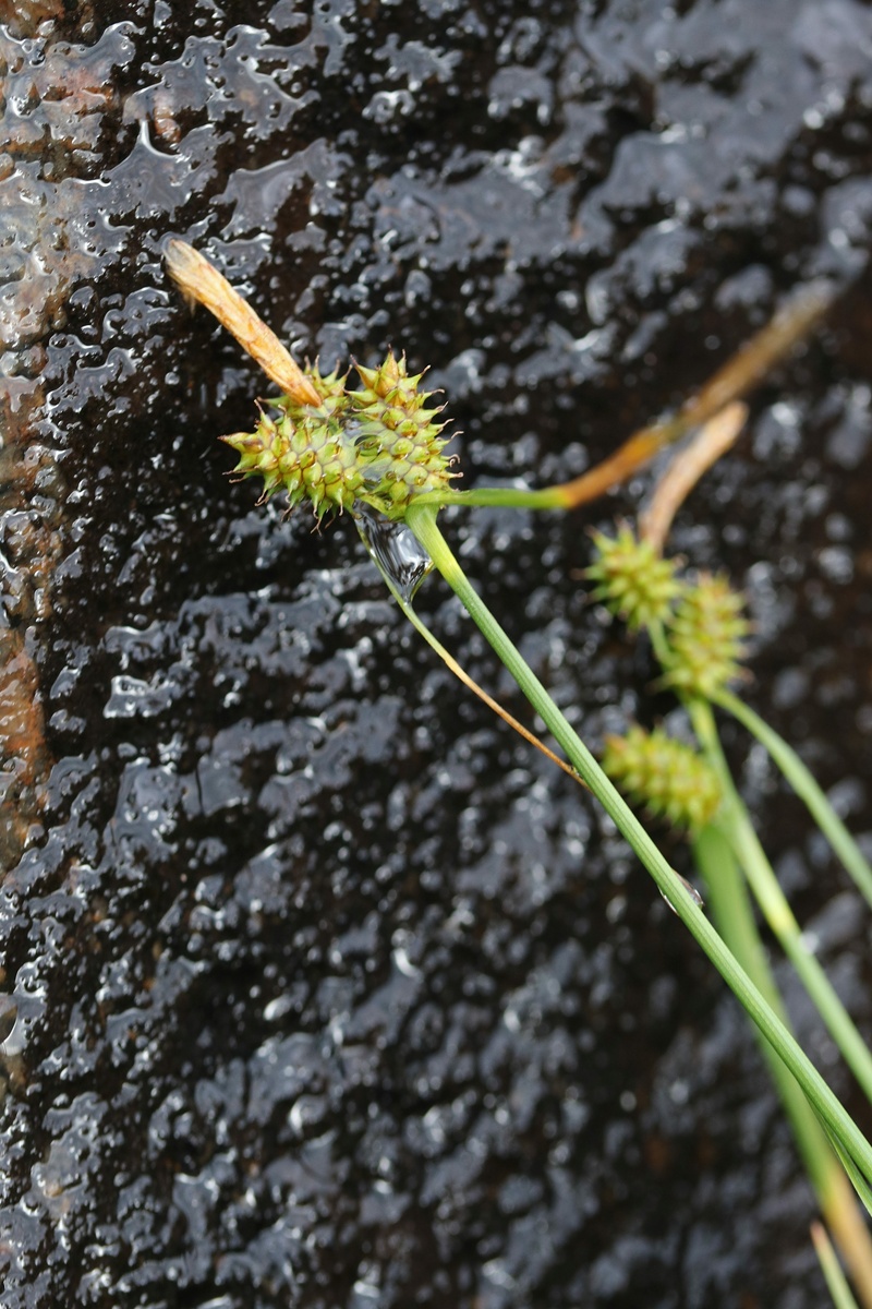 Изображение особи Carex serotina.