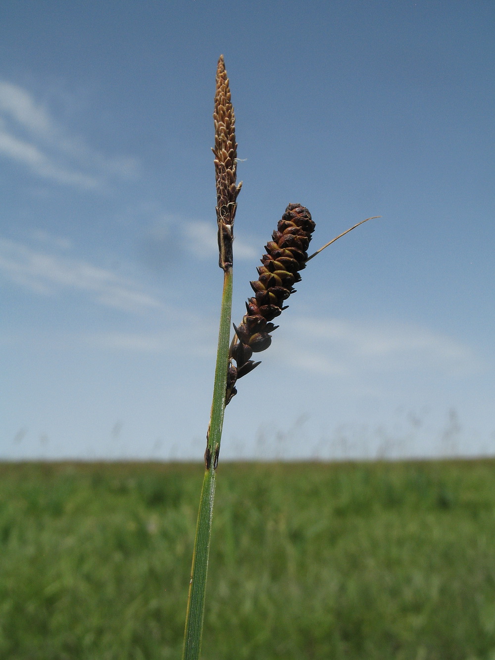 Image of Carex orbicularis specimen.