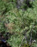 genus Juniperus