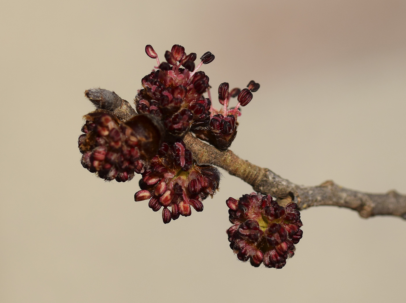 Image of Ulmus minor specimen.