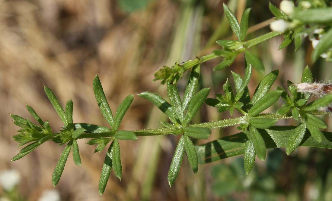 Изображение особи Galium humifusum.