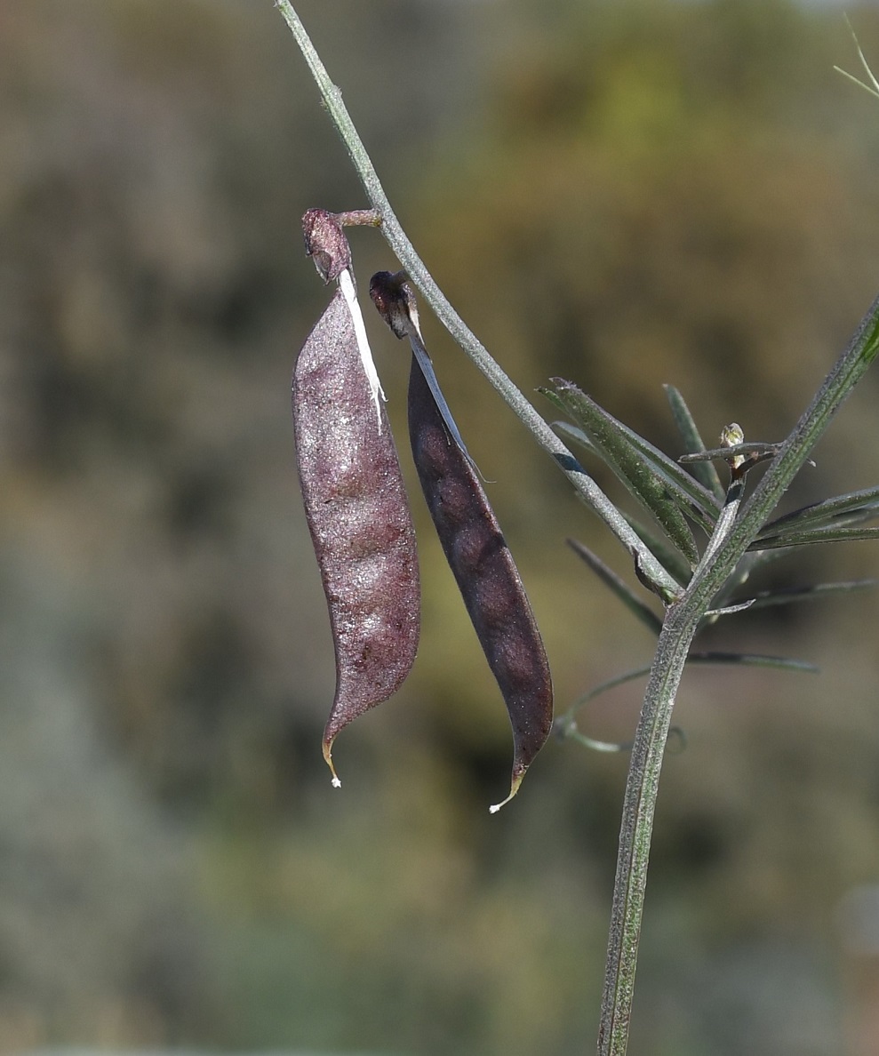 Image of Vicia cassia specimen.