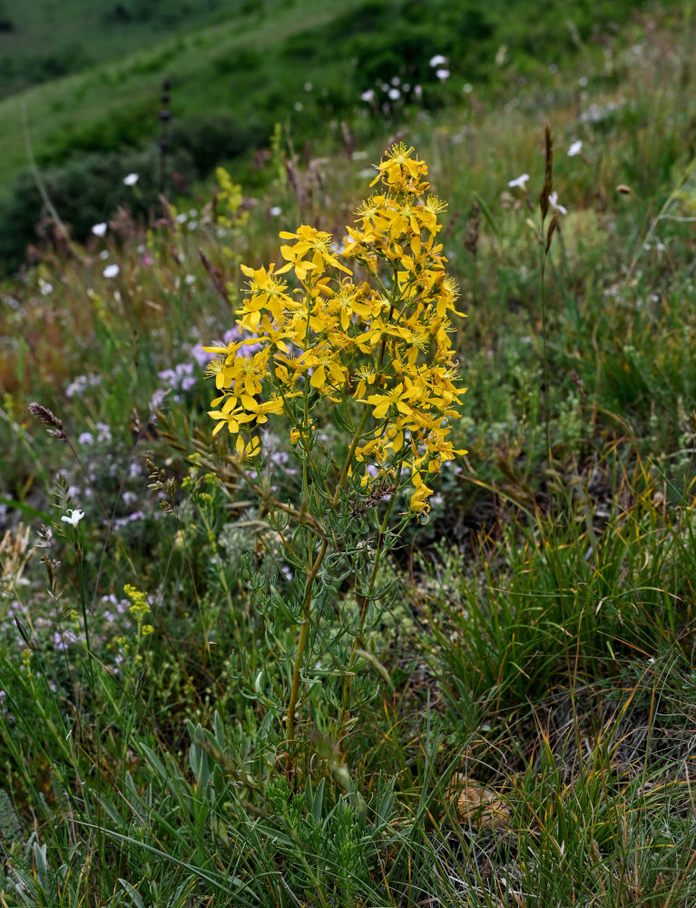 Изображение особи Hypericum elongatum.