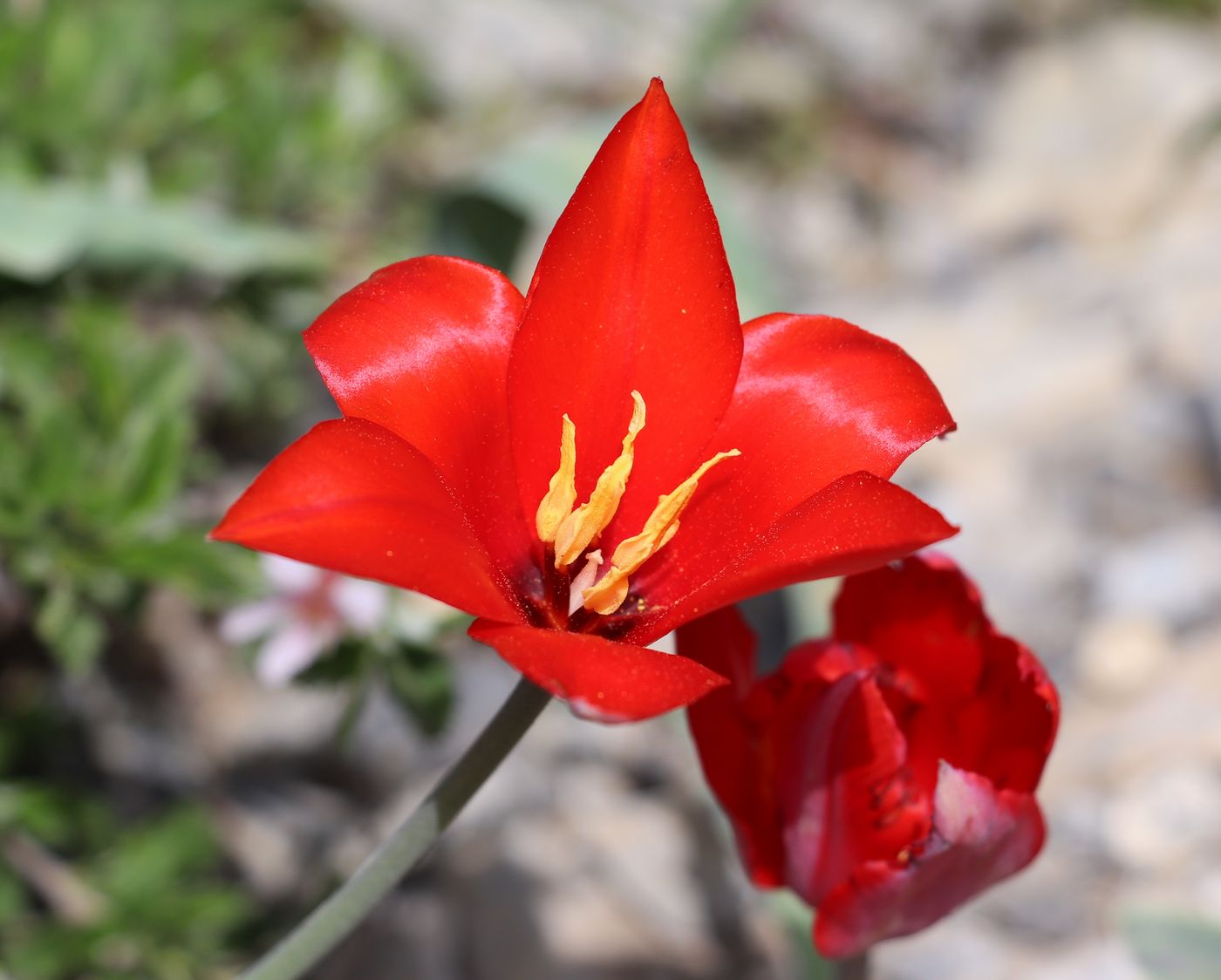 Image of Tulipa butkovii specimen.