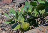 Calotropis procera