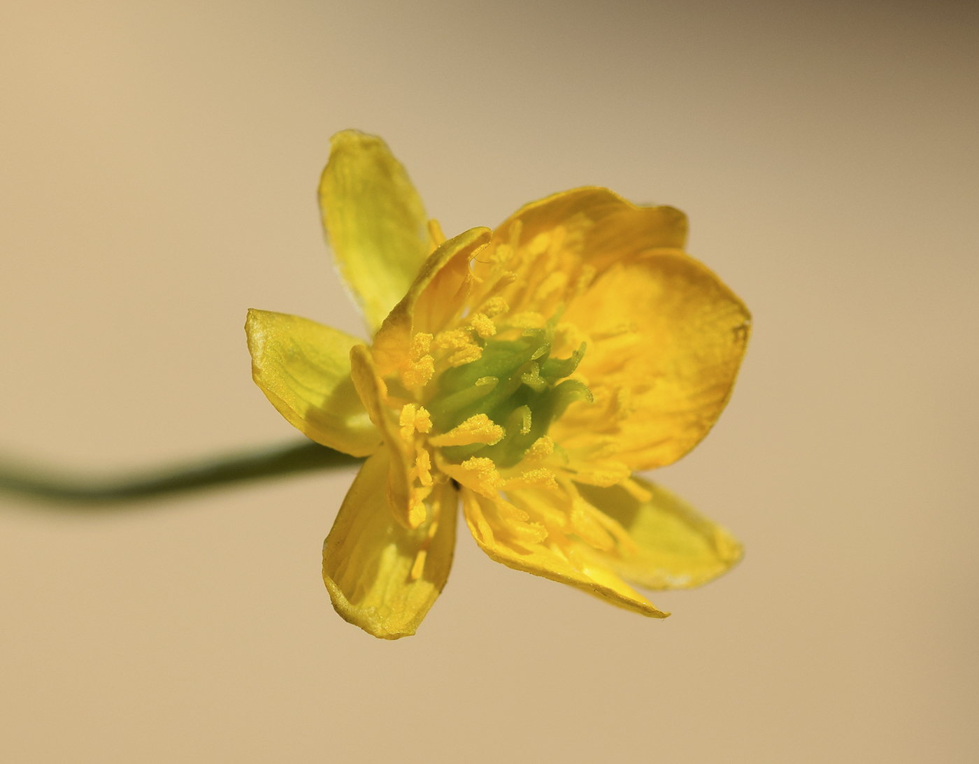Image of Ranunculus thora specimen.