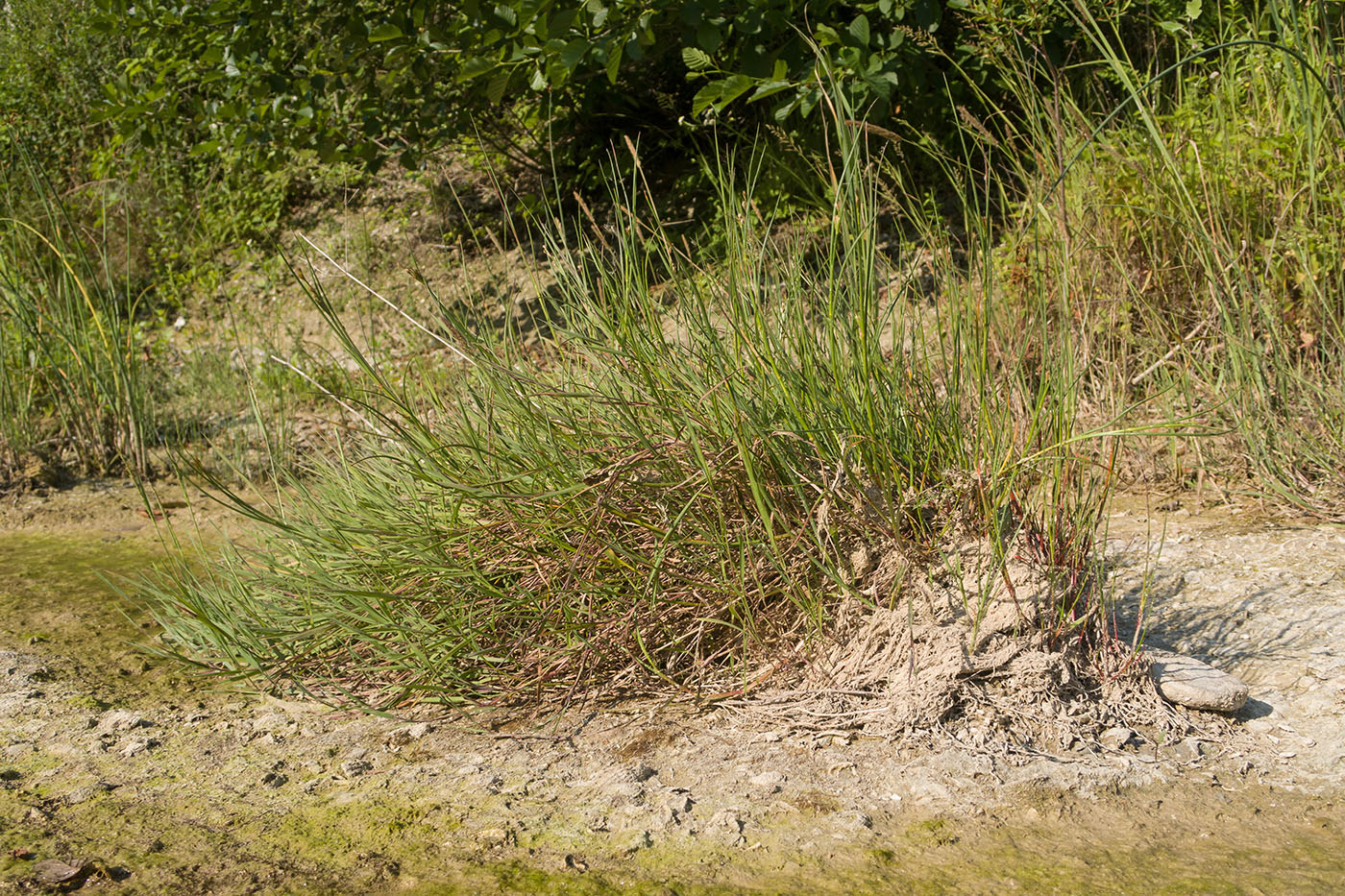 Image of genus Juncus specimen.