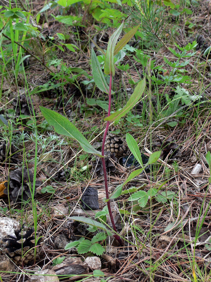Image of Hieracium umbellatum specimen.