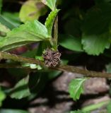 Malvastrum coromandelianum. Часть веточки с плодом. Чили, обл. Valparaiso, провинция Isla de Pascua, г. Hanga Roa, обочина тротуара. 10.03.2023.