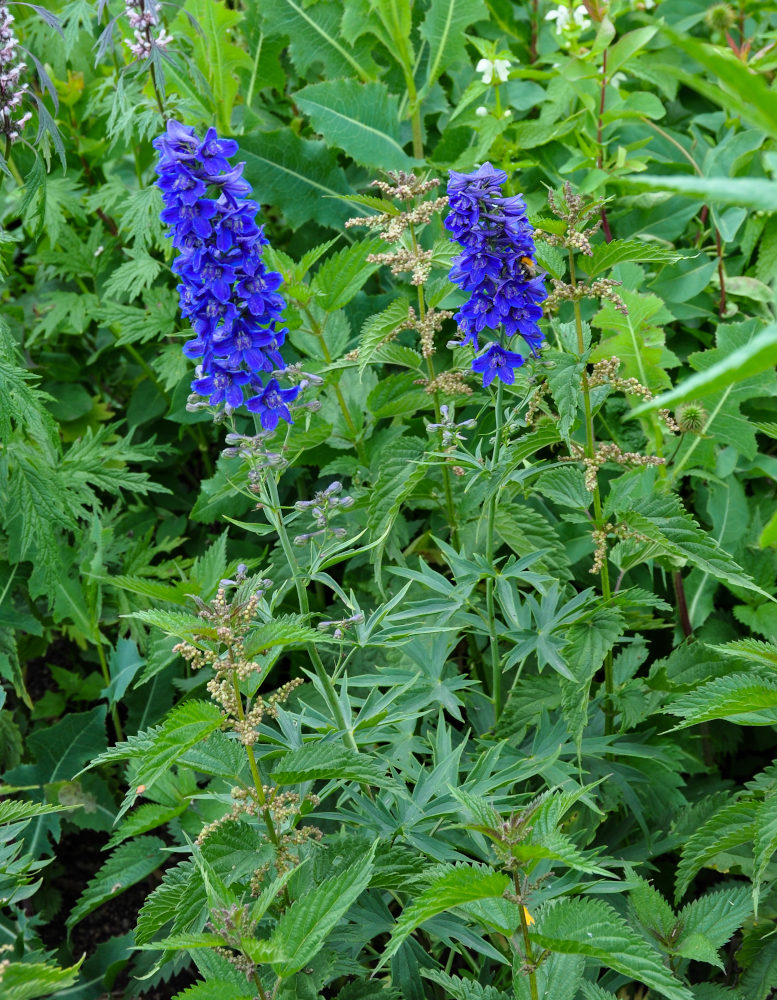 Изображение особи род Delphinium.