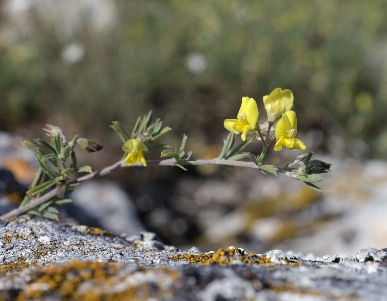 Image of Medicago rupestris specimen.