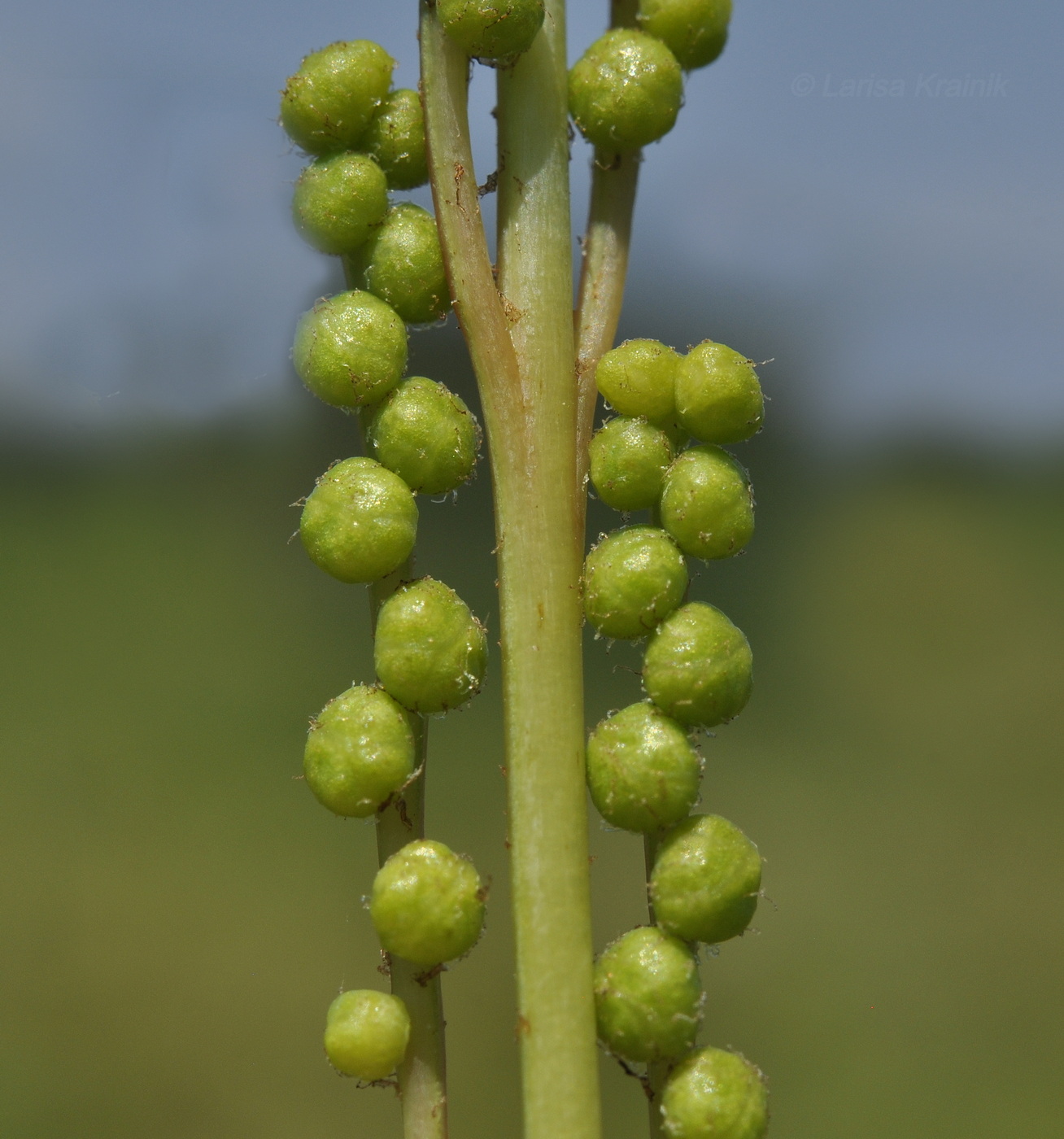 Изображение особи Onoclea sensibilis.