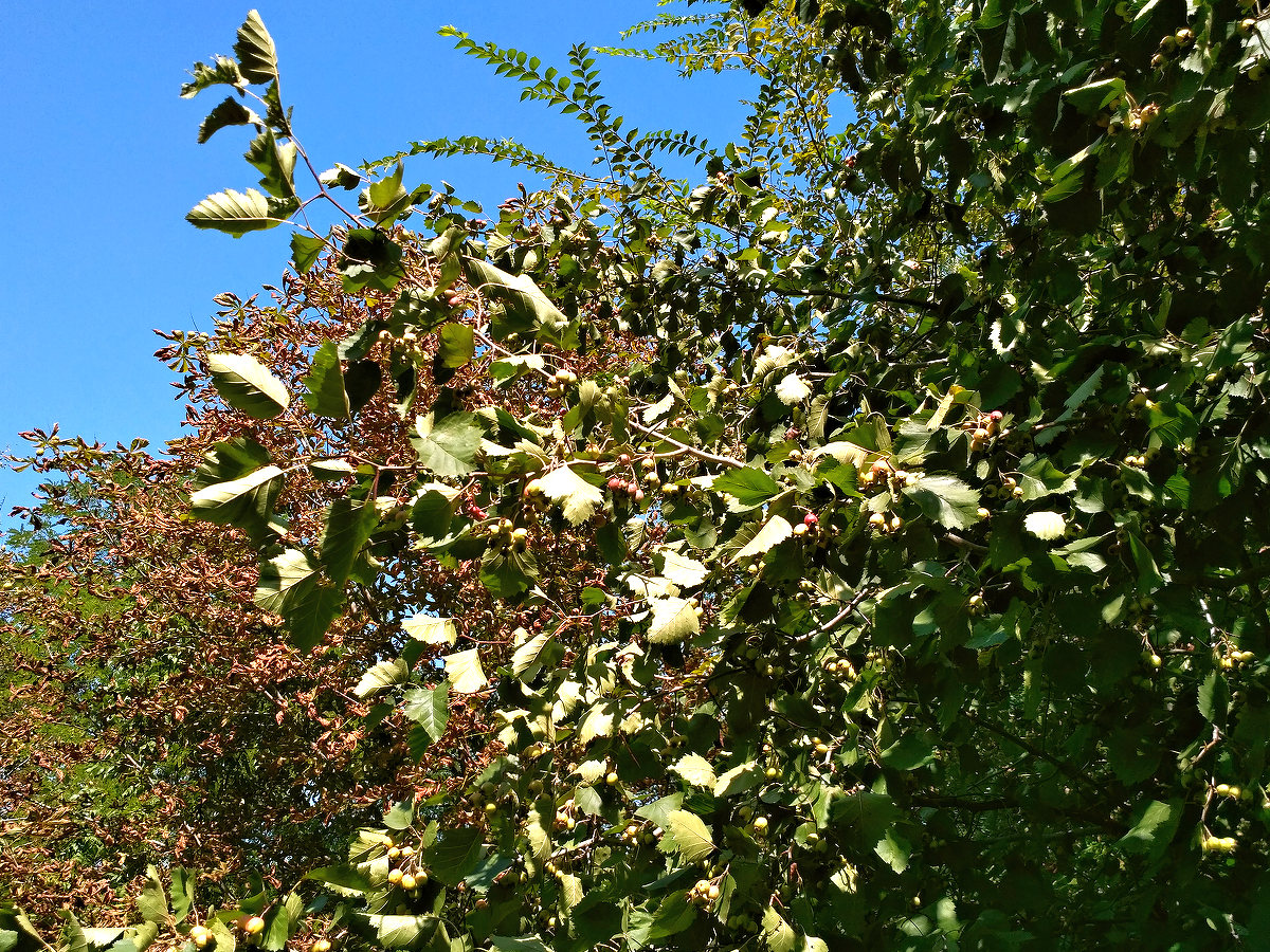 Image of genus Crataegus specimen.