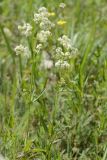 Galium turkestanicum