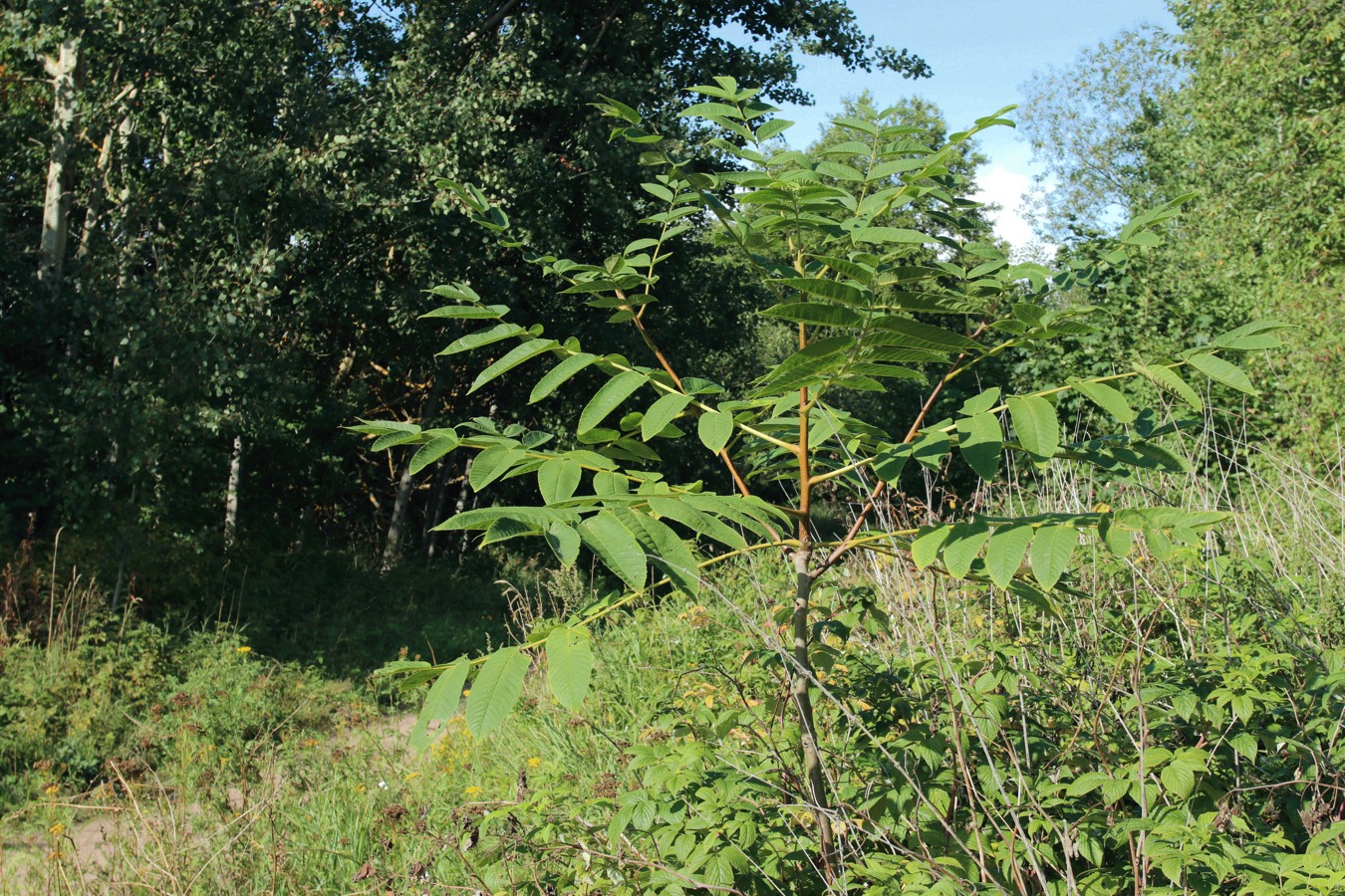 Изображение особи Juglans mandshurica.