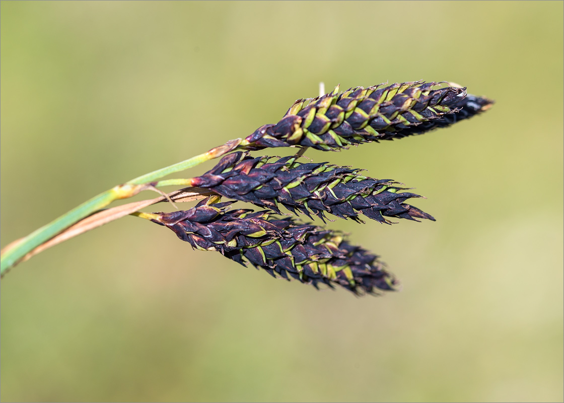 Изображение особи Carex atrata.