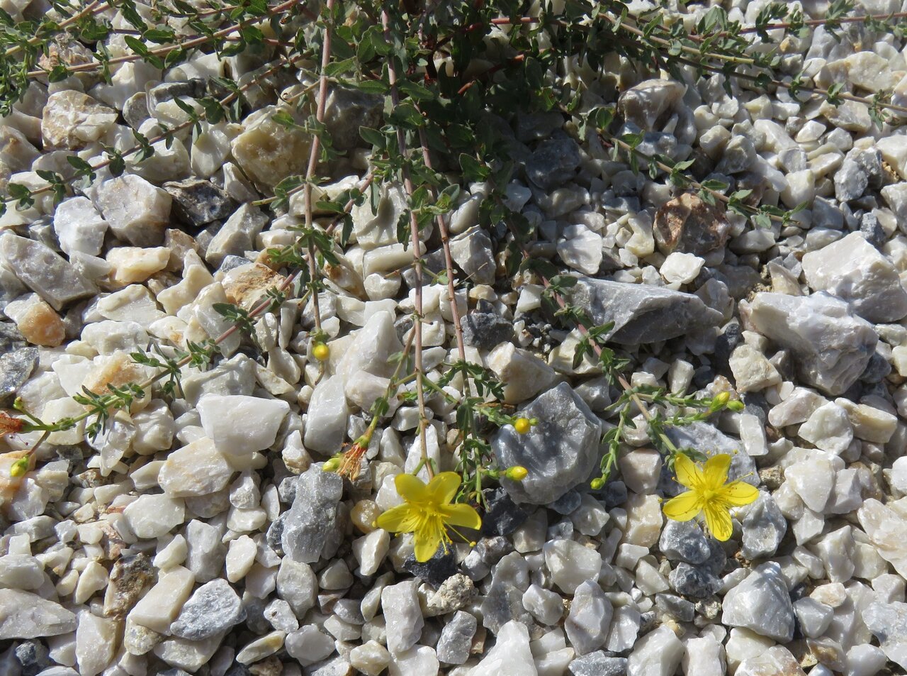 Изображение особи Hypericum triquetrifolium.