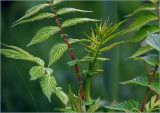 Filipendula ulmaria