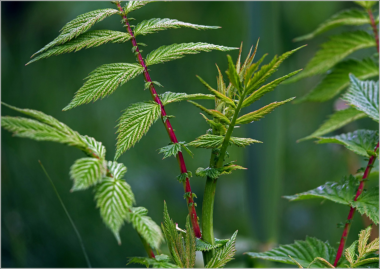 Image of Filipendula ulmaria specimen.