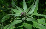 Cirsium helenioides