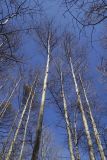 Populus suaveolens. Стволы и кроны покоящихся деревьев. Бурятия, Кабанский р-н, склон сопки у северного подножья хр. Хамар-Дабан, тополёво-берёзовый лес. 22.05.2023.