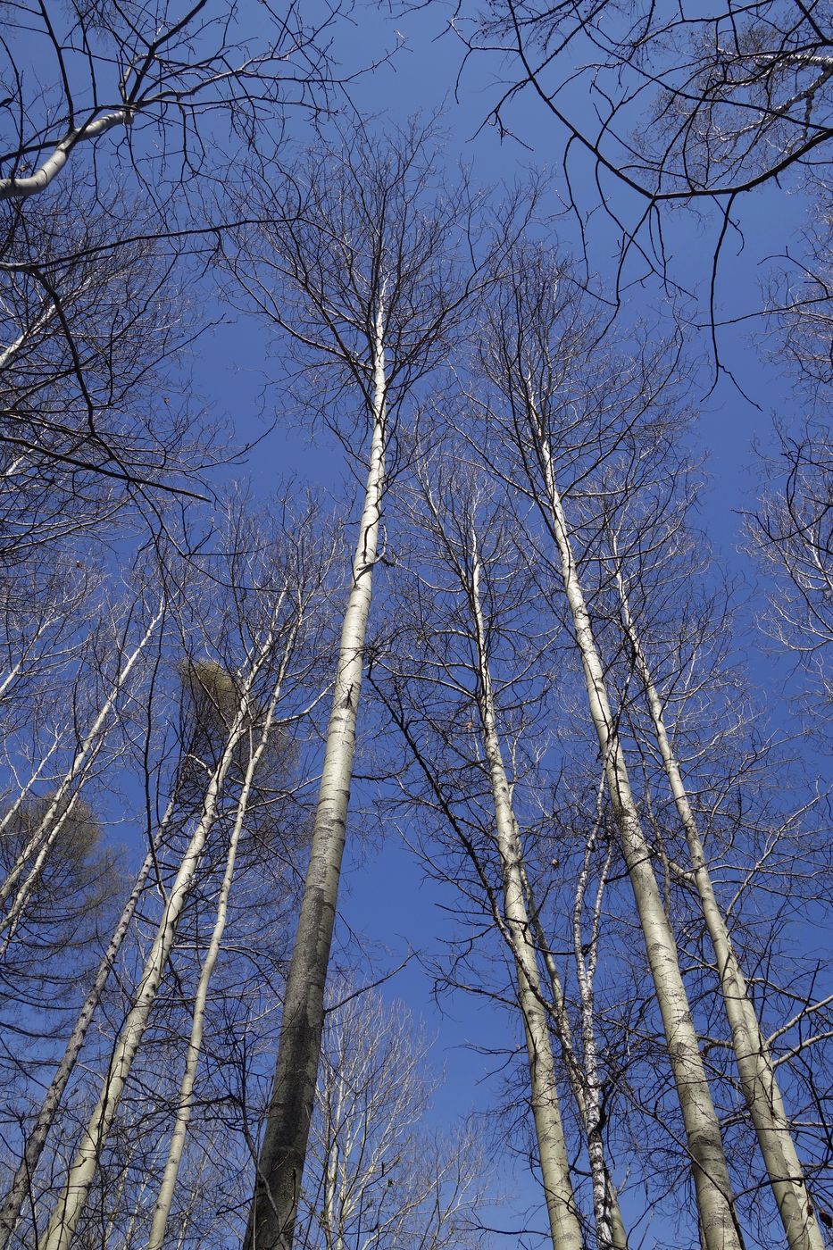 Image of Populus suaveolens specimen.