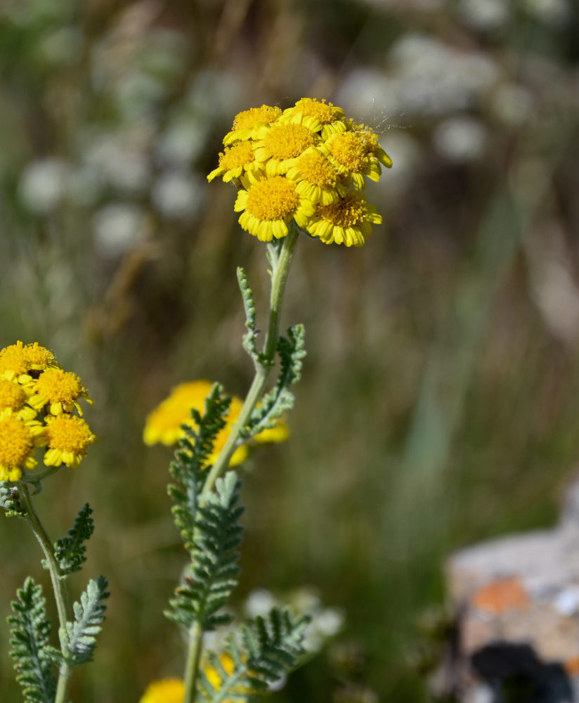 Изображение особи Tanacetum aureum.