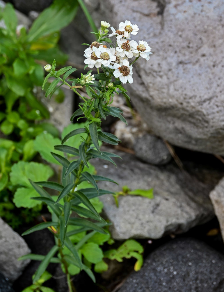 Image of Achillea ptarmica ssp. macrocephala specimen.