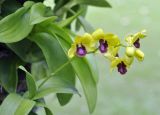 Dendrobium chrysotoxum. Соцветие. Таиланд, Бангкок, парк Люмпини, экспозиция декоративных растений, на стволе Alstonia scholaris. 30.08.2023.