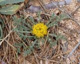 Anacyclus monanthos. Цветущее растение. Египет, в 30 км к западу от г. Эль-Дабаа, фригана на известняковом холме. 18.12.2023.