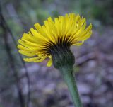 Trommsdorffia maculata. Соцветие. Пермский край, г. Пермь, Ленинский р-н, обочина асфальтовой дороги. 18.06.2023.