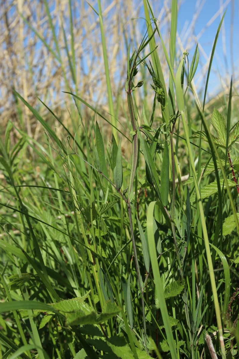 Изображение особи Lathyrus palustris.