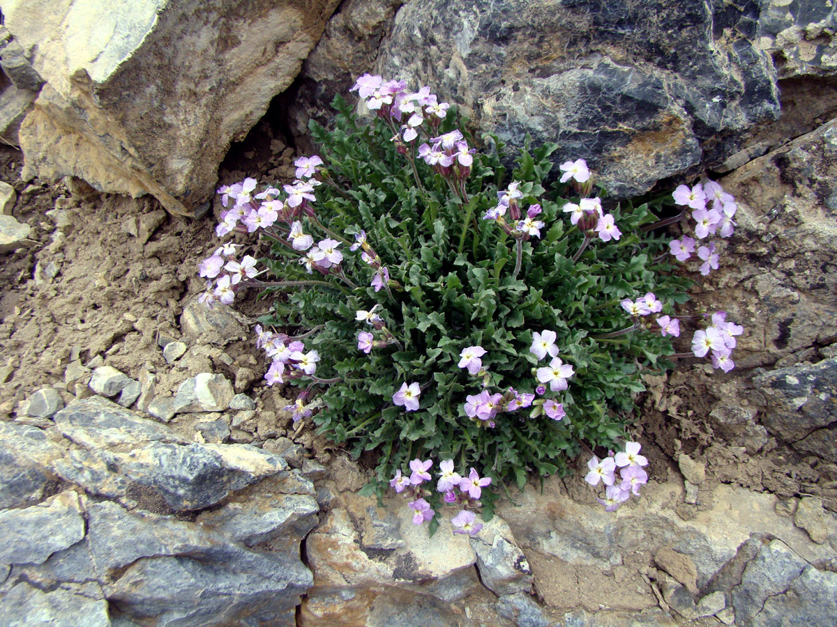 Изображение особи Parrya pinnatifida.